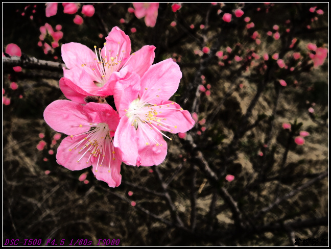 桃花