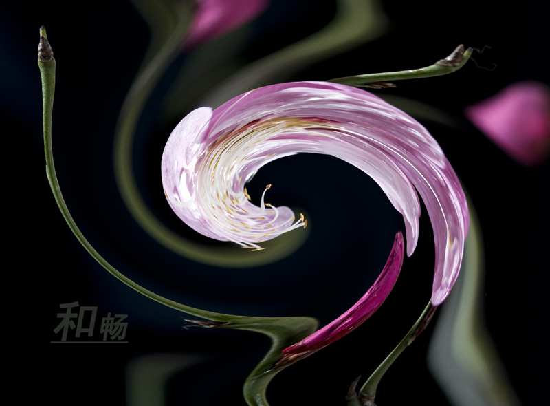 创意梅花