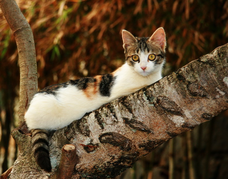 小猫咪