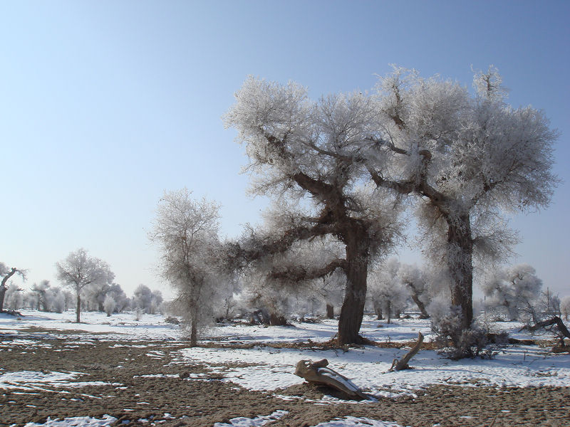 雪后杨林林