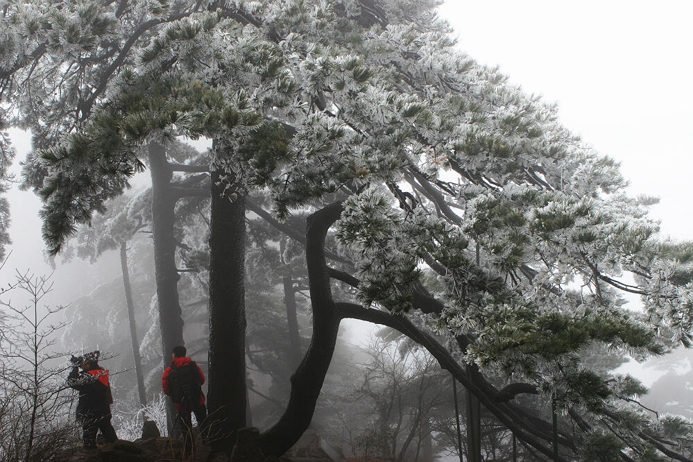 黄山【组】