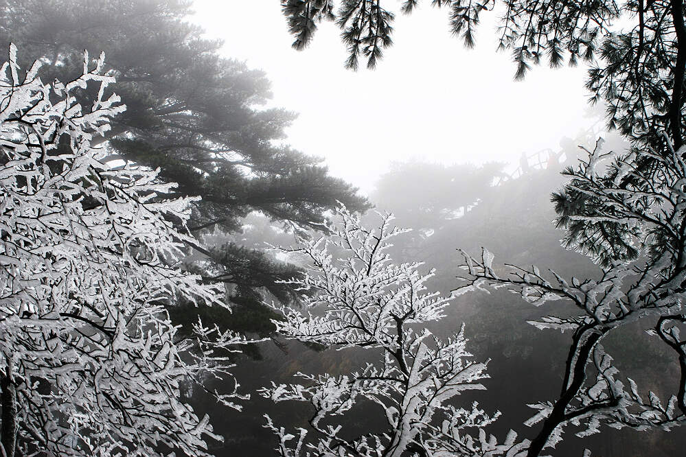 黄山【组】
