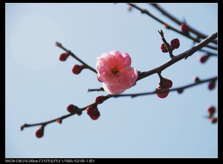 梅花韵