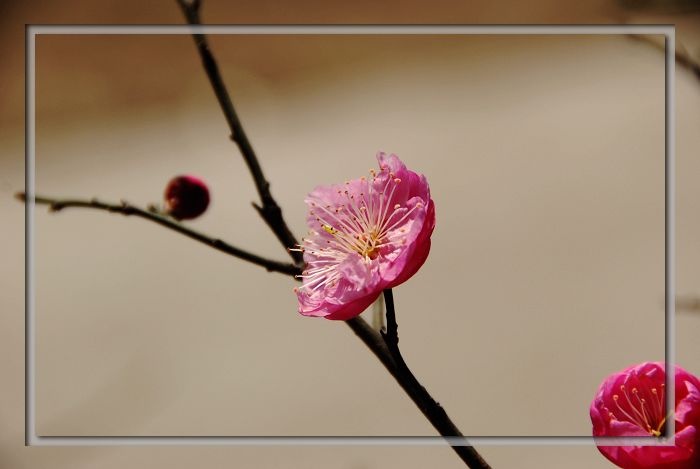 梅花韵