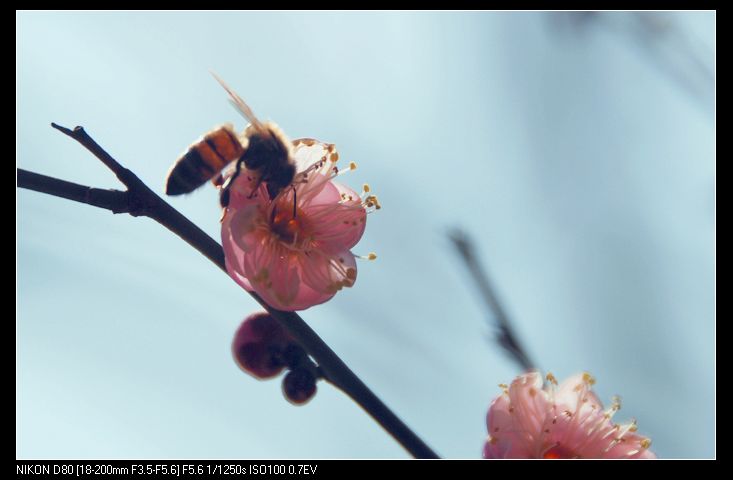 梅花韵