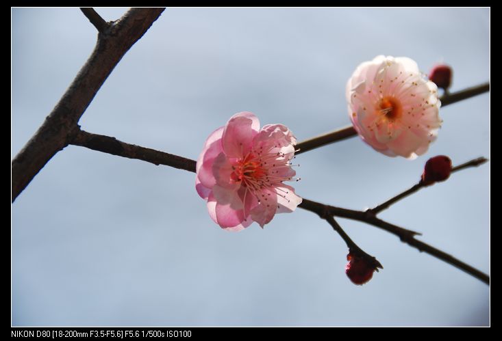 梅花韵