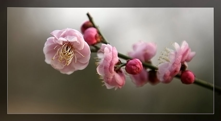 [原创]    梅花之神韵