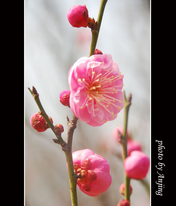 我的梅花秀