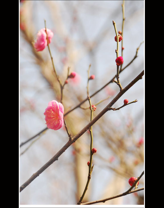 我的梅花秀