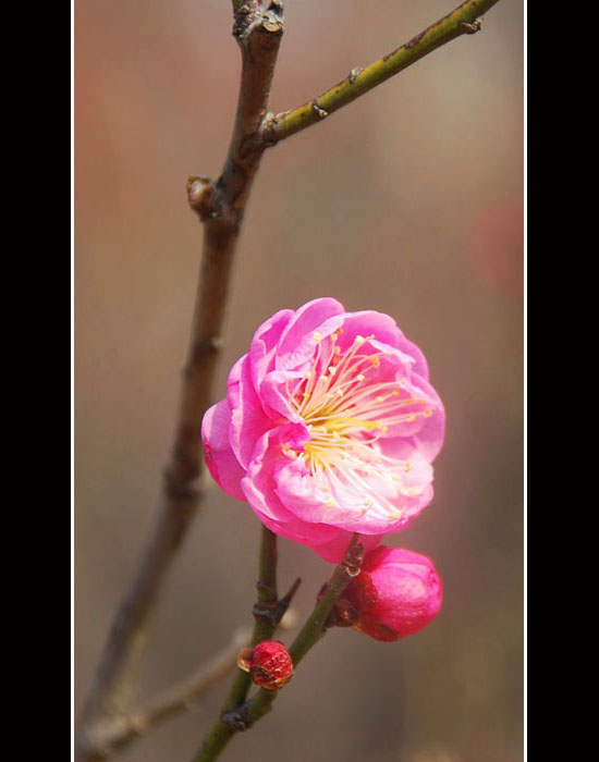 我的梅花秀