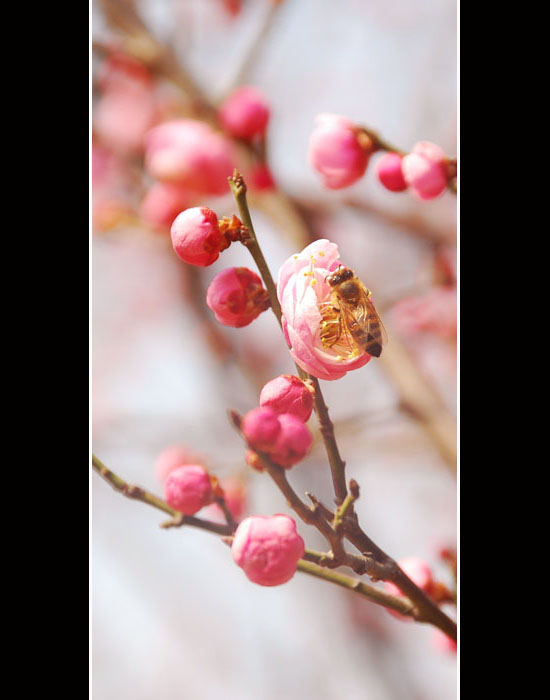 我的梅花秀