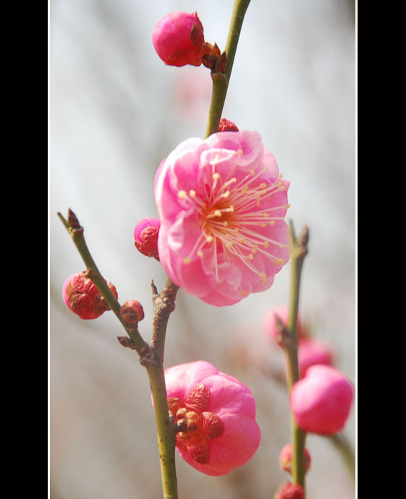 我的梅花秀