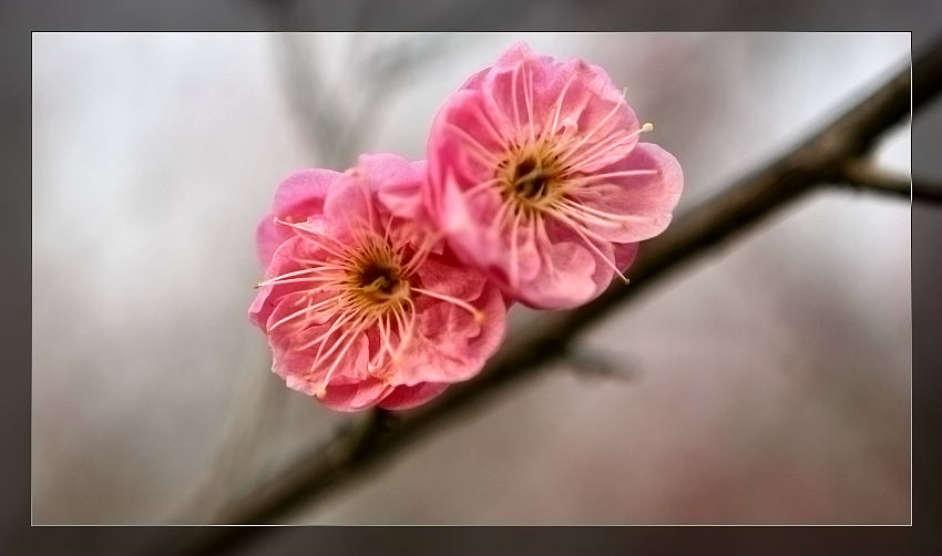 [原创]    梅花之神韵