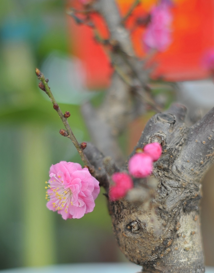 红梅花儿开