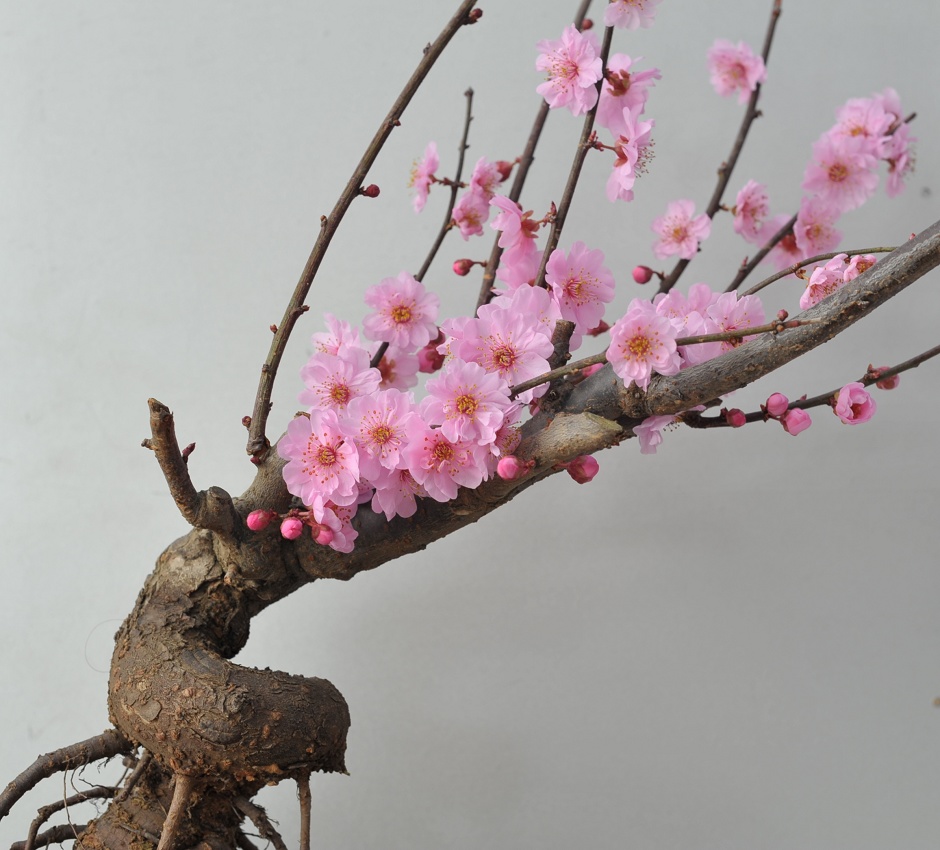 红梅花儿开