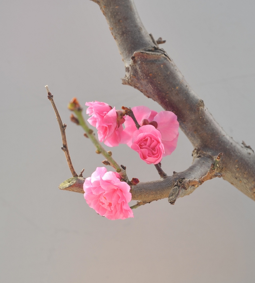 红梅花儿开