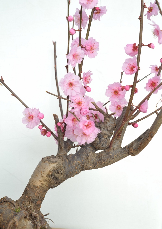 红梅花儿开