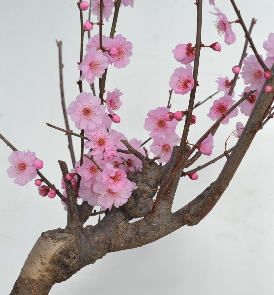 红梅花儿开