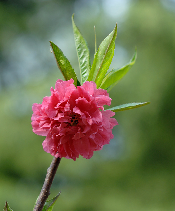桃花依旧笑春风