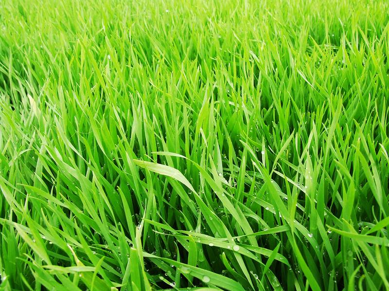 [原创]星期天濮水河边试拍几张花卉，蜜蜂