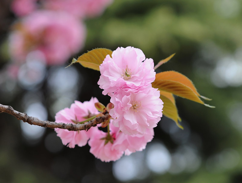 桃花依旧笑春风