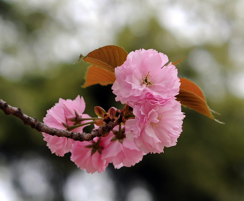 桃花依旧笑春风