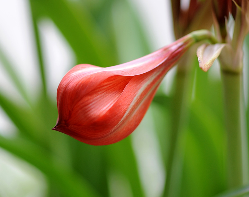 桃花依旧笑春风