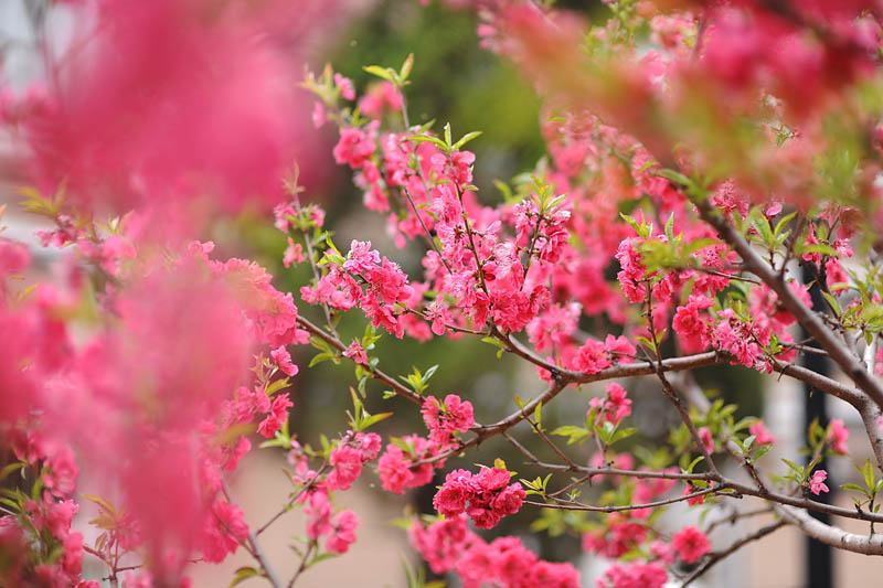 桃花依旧笑春风