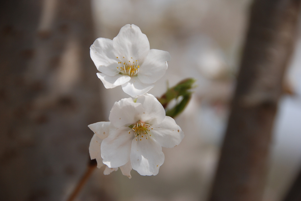 [原创]玉渊潭樱花节
