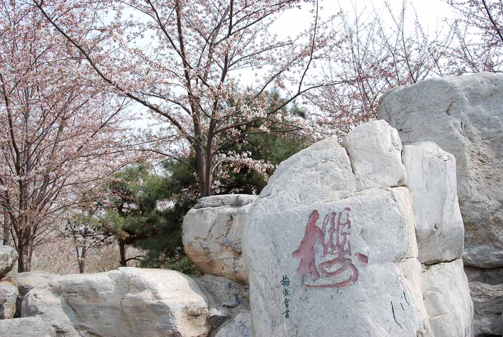 [原创]玉渊潭樱花节