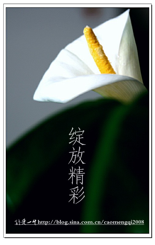 马蹄莲的花语