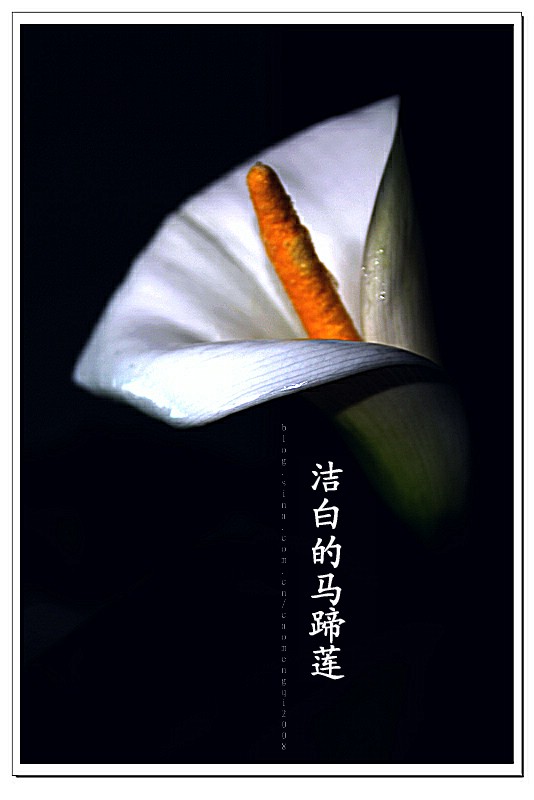 马蹄莲的花语