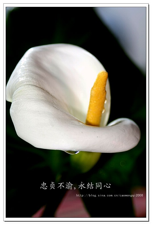马蹄莲的花语