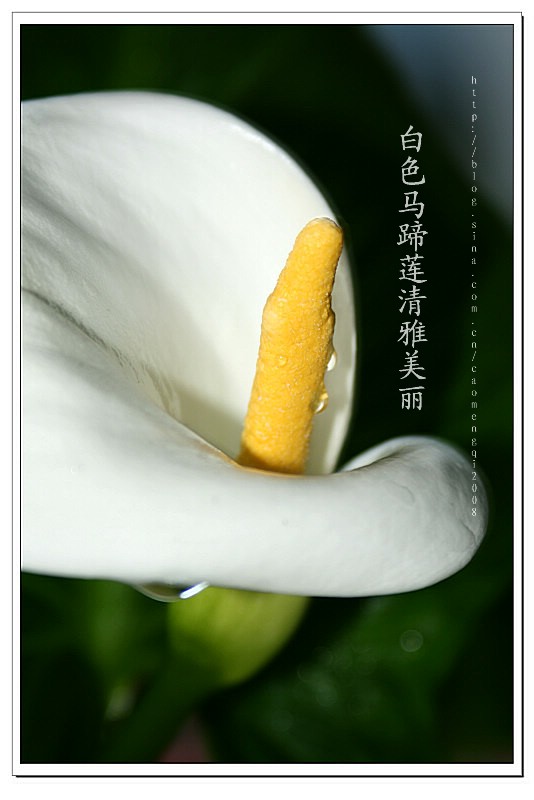 马蹄莲的花语
