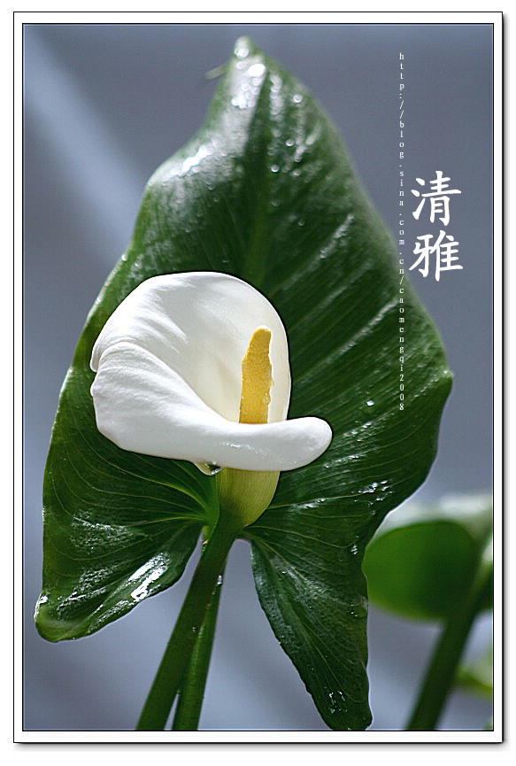 马蹄莲的花语