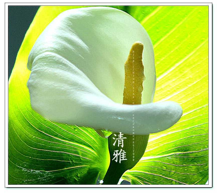 马蹄莲的花语