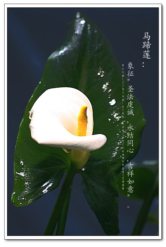 马蹄莲的花语