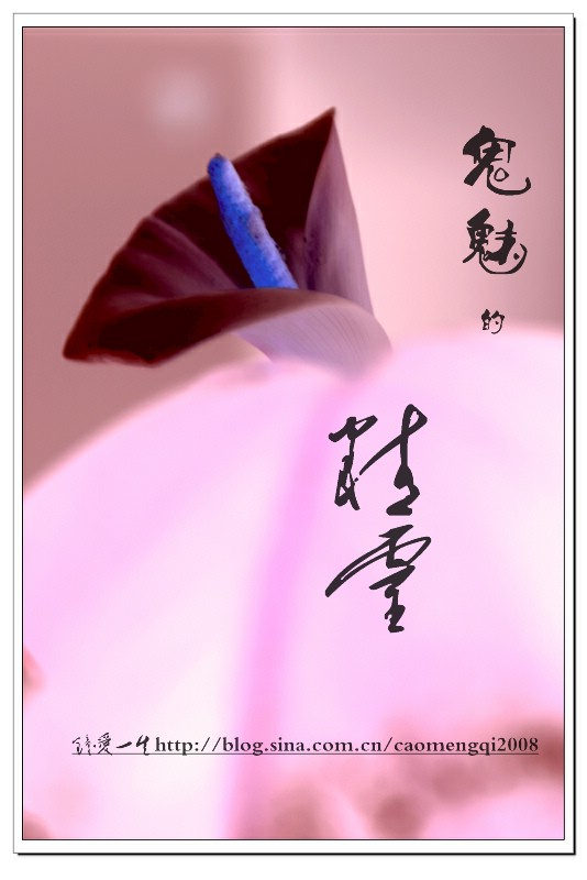 马蹄莲的花语