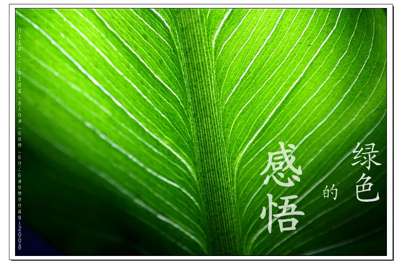 马蹄莲的花语