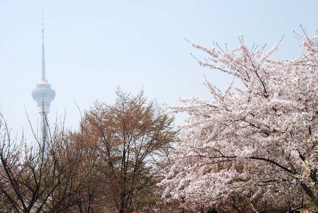 [原创]玉渊潭樱花节