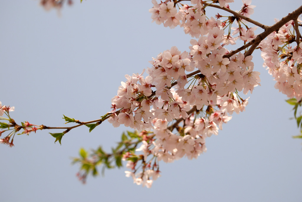 [原创]玉渊潭樱花节