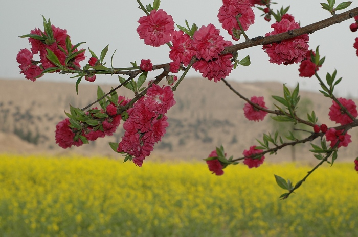 春暖花开
