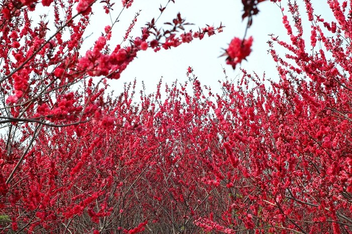 春暖花开
