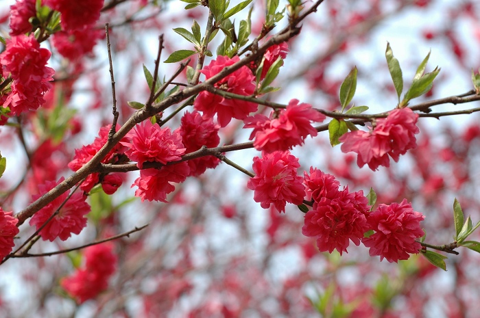 春暖花开