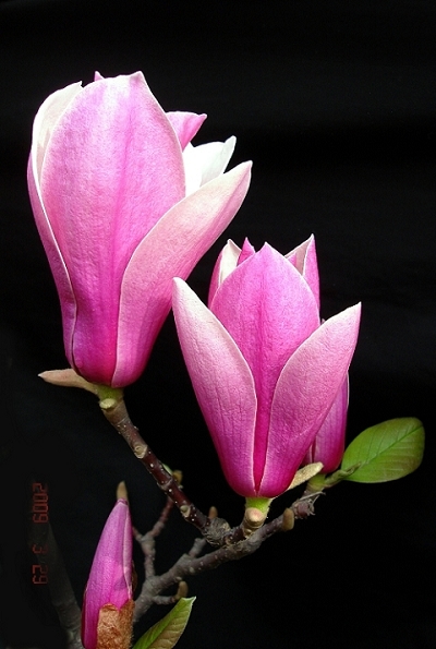 玉兰花