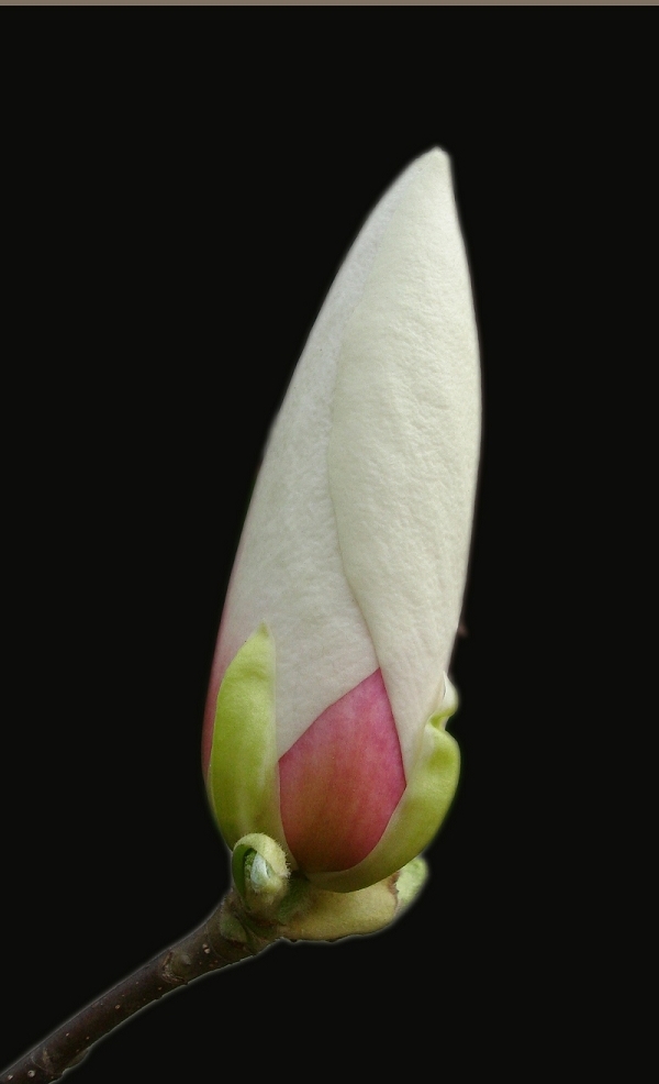 玉兰花
