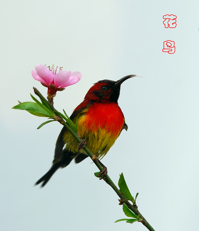 鸟舞花枝