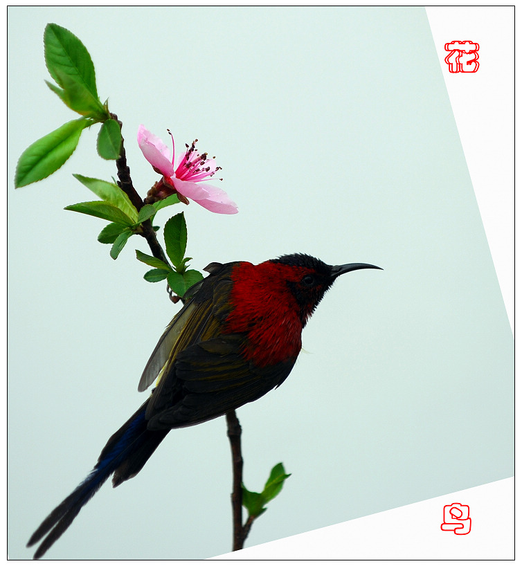 鸟舞花枝