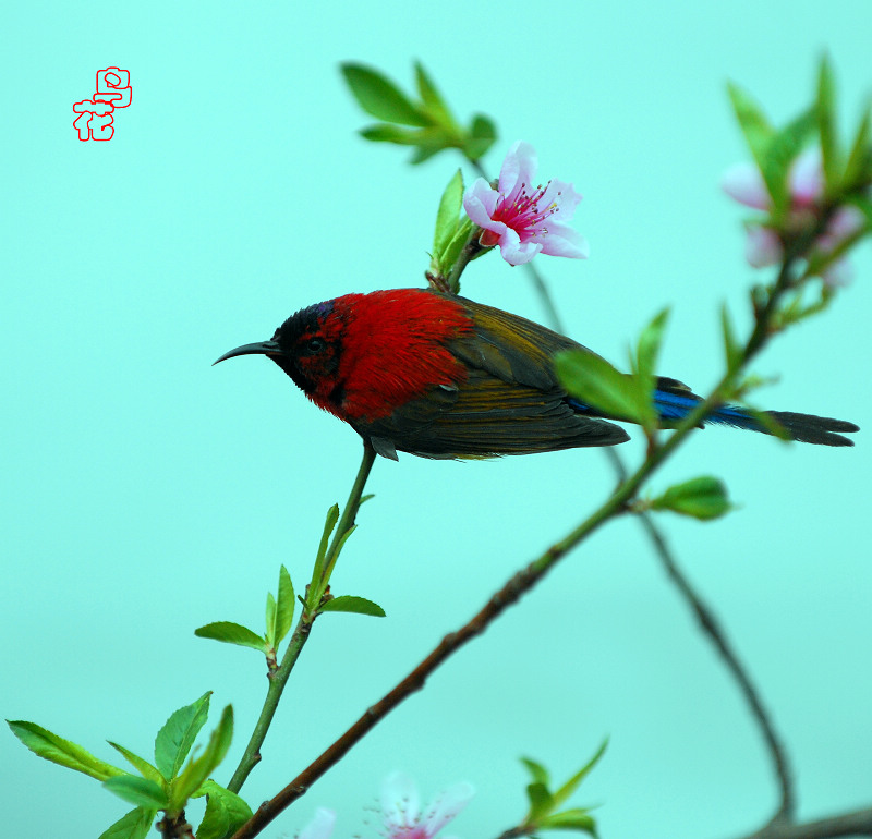鸟舞花枝