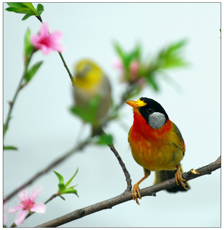 鸟舞花枝